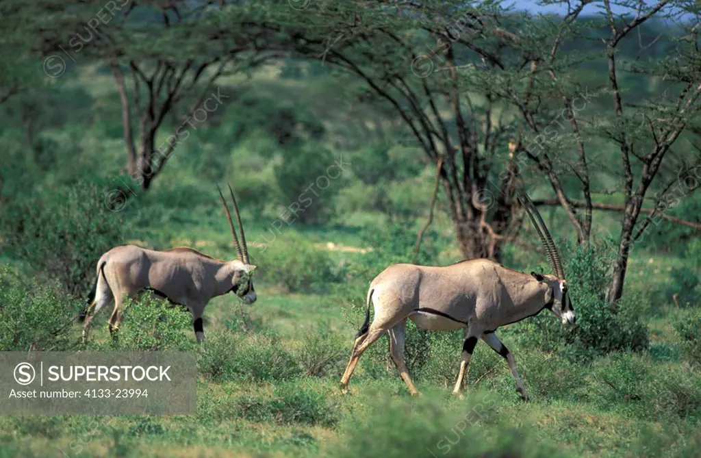 Beisa Oryx,Oryx beisa,Samburu Game Reserve,Kenya,Africa,adult couple