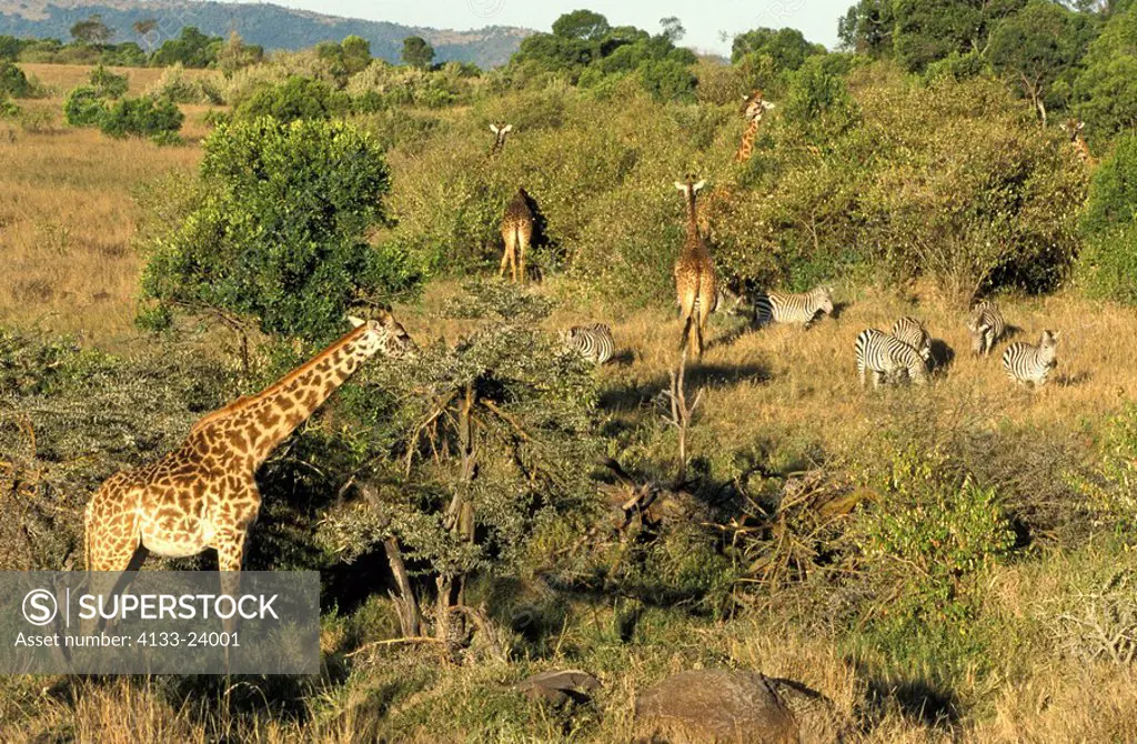 Massaigiraffe,Giraffa c. tippelskirchi,Masai Mara,Kenya,Africa,family