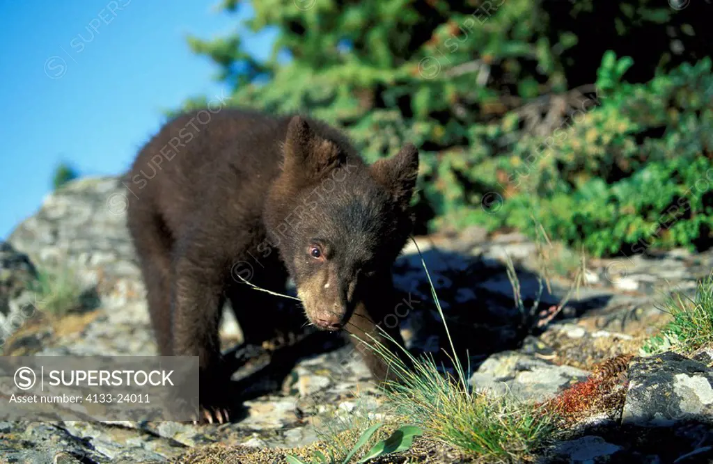 Black Bear,Ursus americanus,Montana,USA,young male on ground