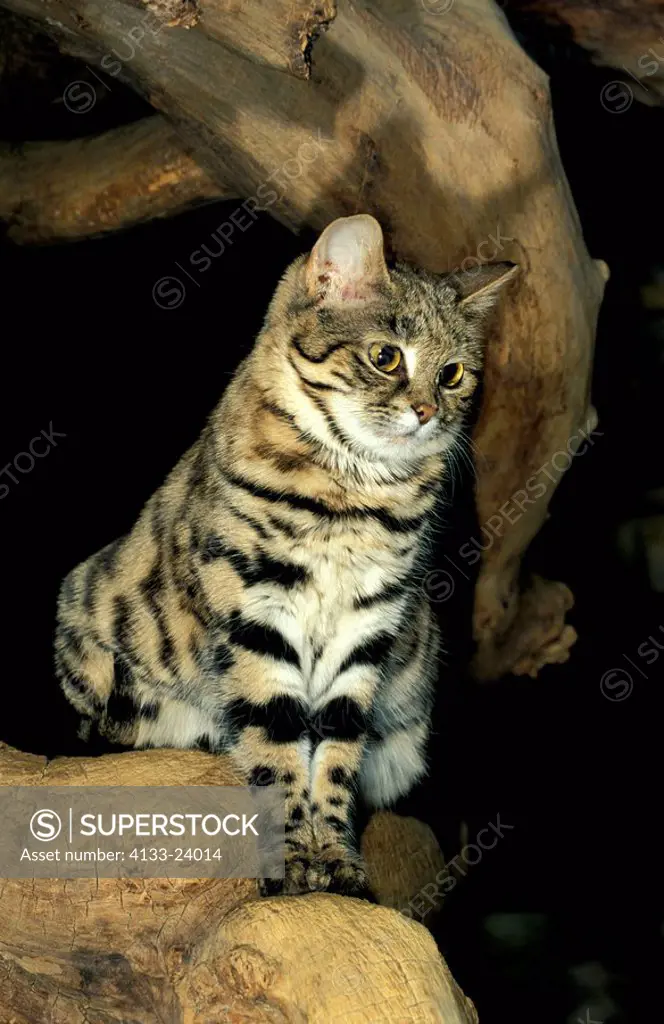 Black footed cat,Felis nigripes,South Africa,Africa,adult on rock