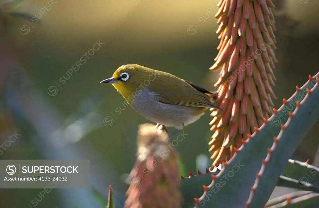 Cape white eye Zosterops pallidus capensis Addo Elephant Nationalpark South Africa Africa
