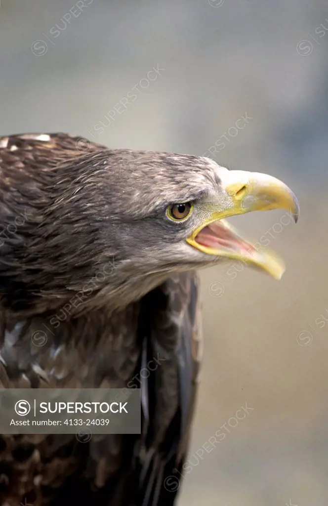 Sea Eagle,Haliaeetus albicilla,Germany,Europe,adult calling portrait