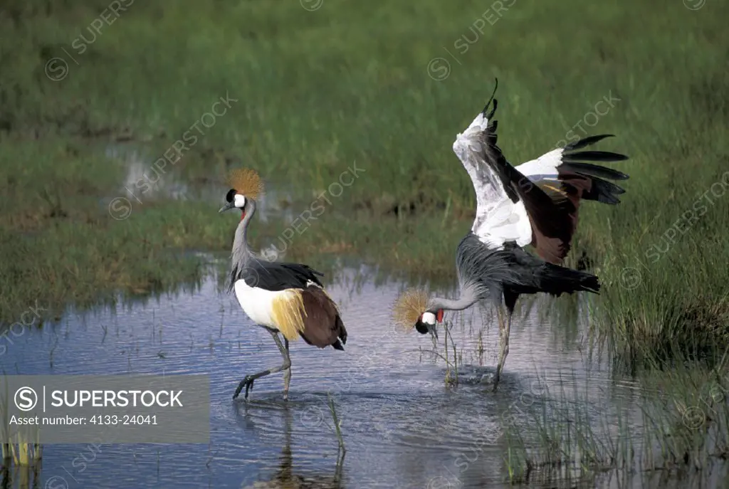 Crowned Crane , Balearica regulorum , Amboseli National Park ,  Kenya , Africa, Africa , couple , pair  mating