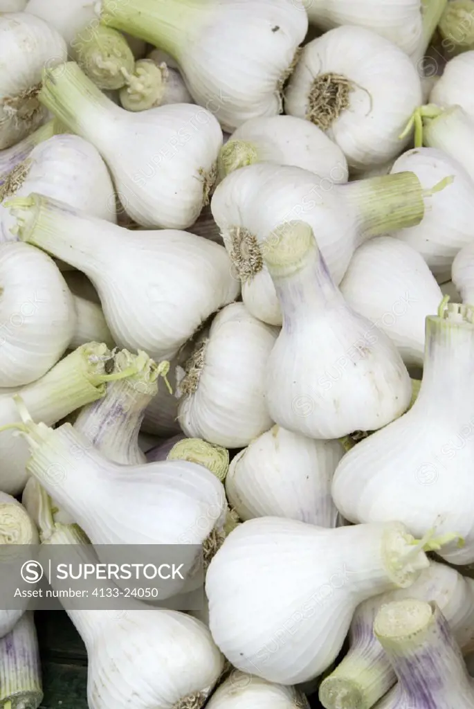 Garlic , Allium sativum , Germany , root spice food