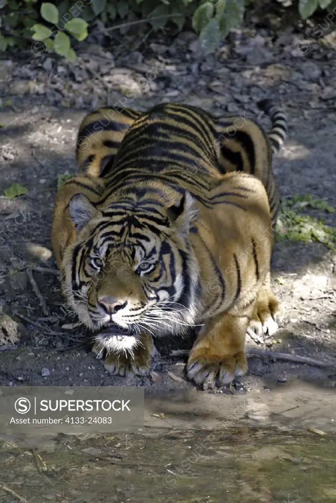 Sumatran Tiger , Panthera tigris sumatrae , Asien , Sumatra , adult , at water