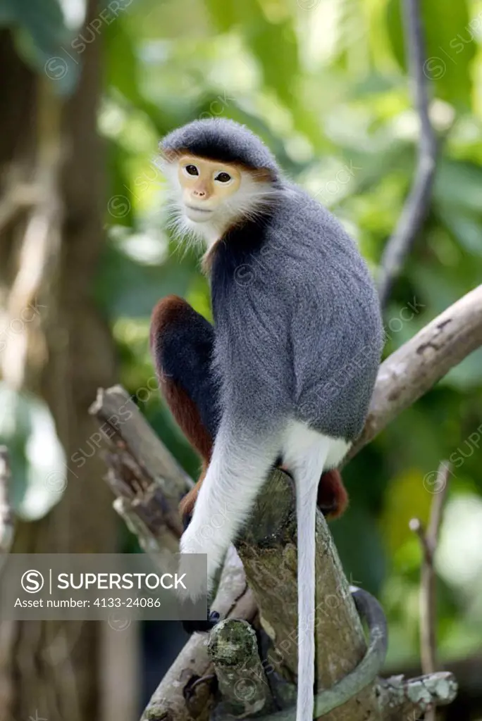 Douc Langur Pygathrix nemaeus Asia