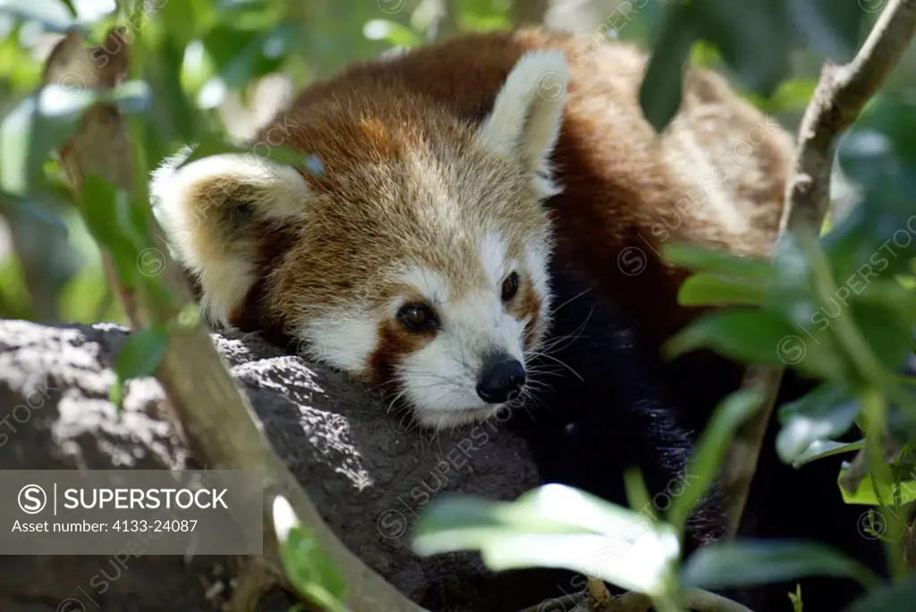 Red Panda Ailurus fulgens fulgens Asia