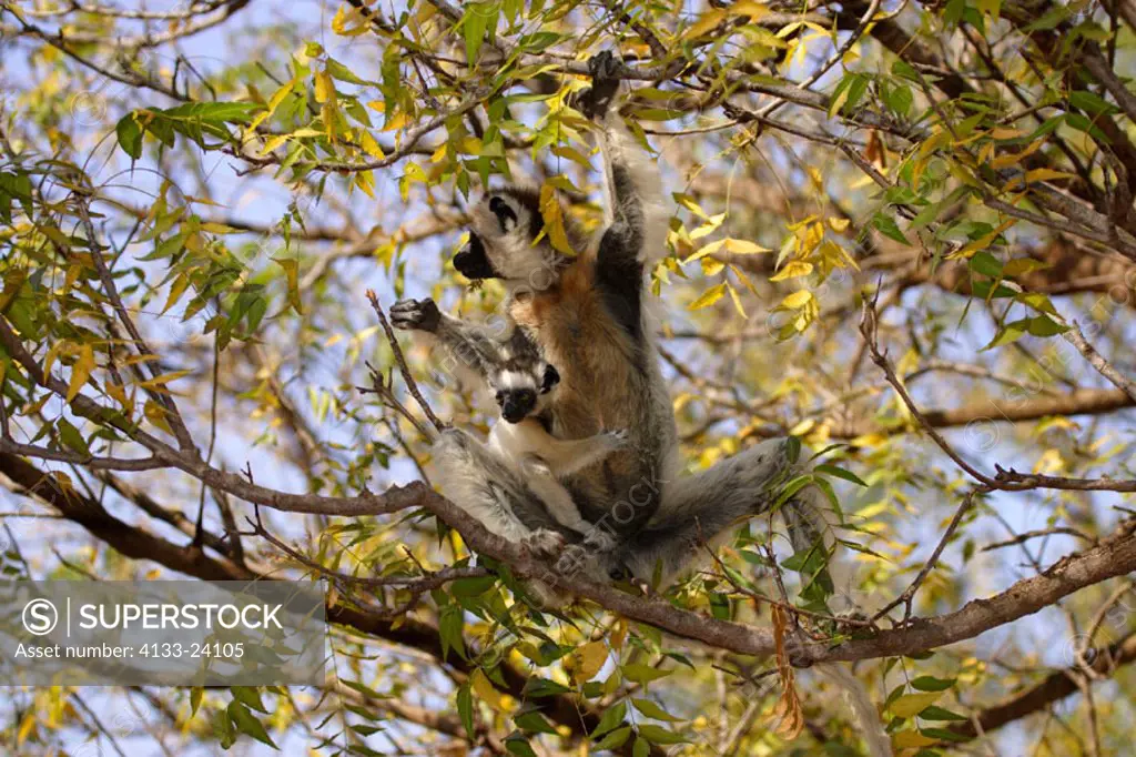 Verreaux`s Sifaka, Propithecus verreauxi coronatus, Berenty Game Reserve, Madagascar, adult female with baby on tree