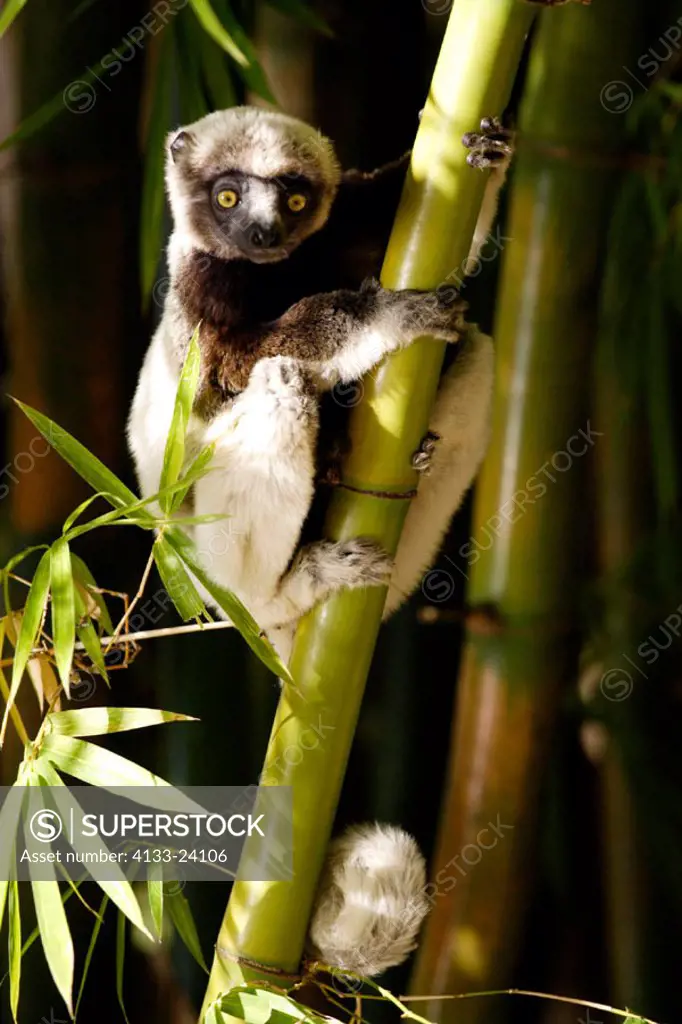 Verreaux`s Sifaka, Propithecus verreauxi coronatus, Madagascar, subadult on bamboo