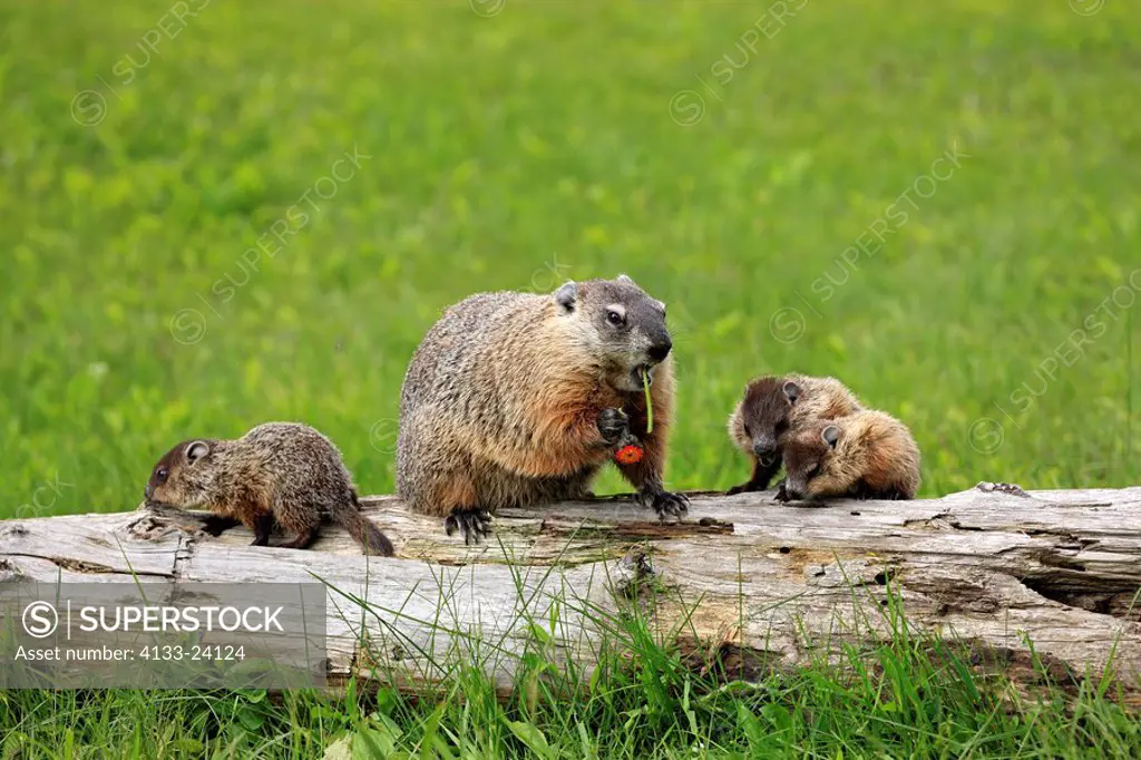 Woodchuck,Groundhog,Marmota monax,Minnesota,USA,adult with youngs