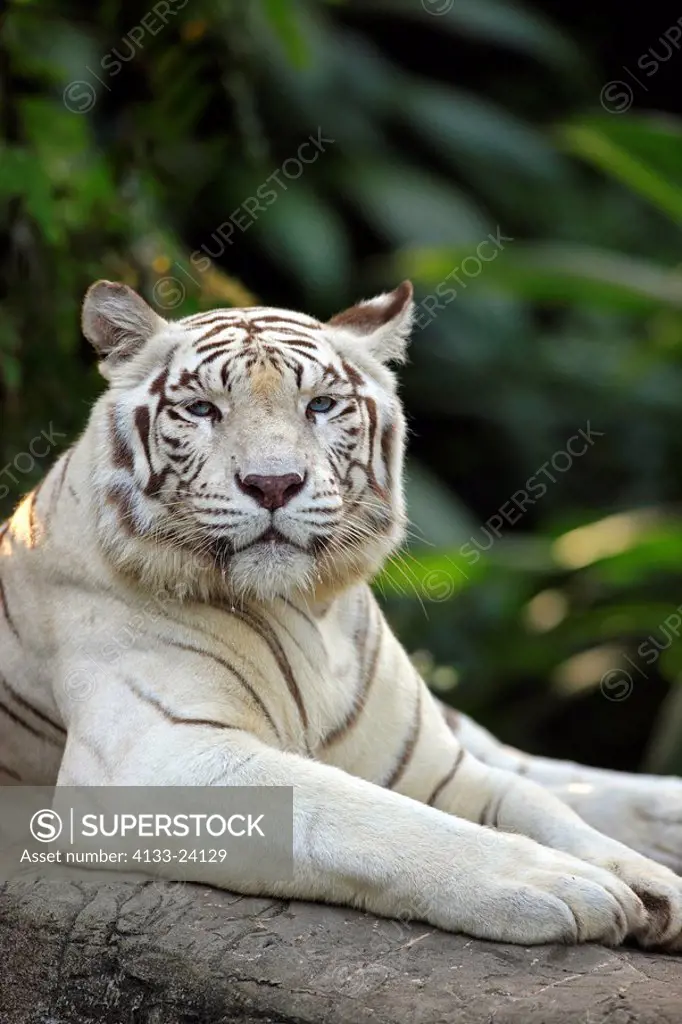 Indian Tiger,Panthera tigris tigris,India,Asia,adult on rock