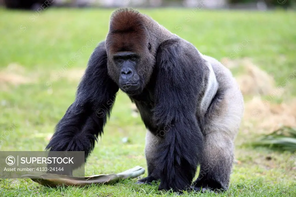 Lowland Gorilla,Gorilla gorilla,Africa,adult male