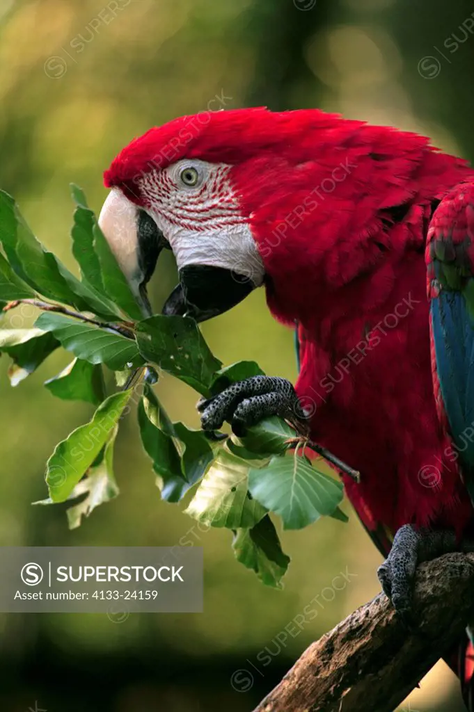 Red Blue and Green Macaw,Ara chloroptera,South America,adult feeding portrait
