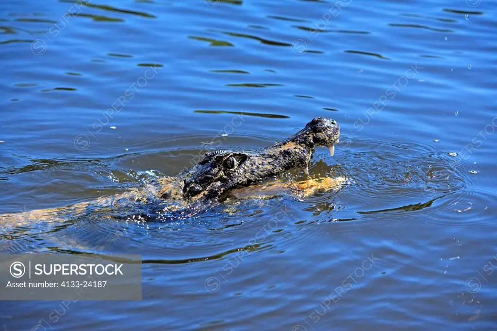 Paraquay Caiman,Caiman yacare,Pantanal,Brazil,adult,swimming,in water,Portrait,mouth wide open