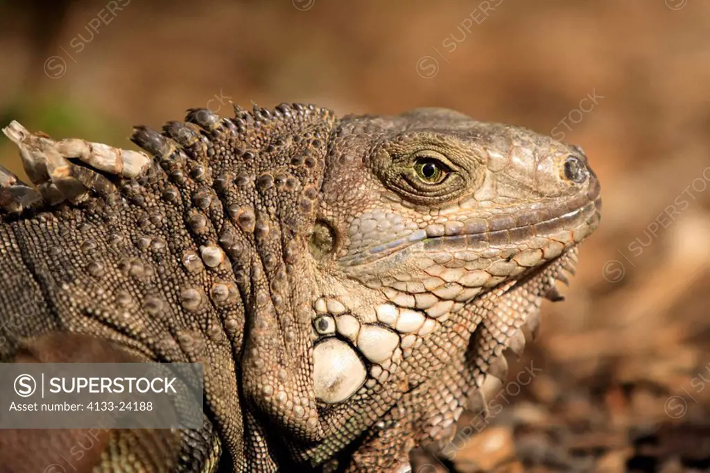 Common iguana,Iguana iguana,South America,adult,portrait