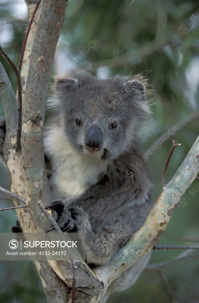 Koala , Phascolarctos cinereus , Australia , Subadult on tree , young