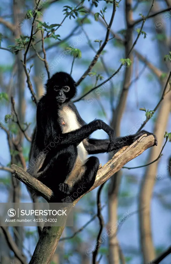 Spider Monkey,Ateles geoffroyi,South America,Central America,adult resting on tree