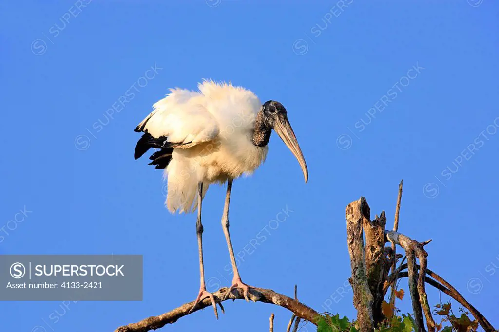 Wood Stork,Mycteria americana,Florida,USA,adult on branch spread wings with blue sky