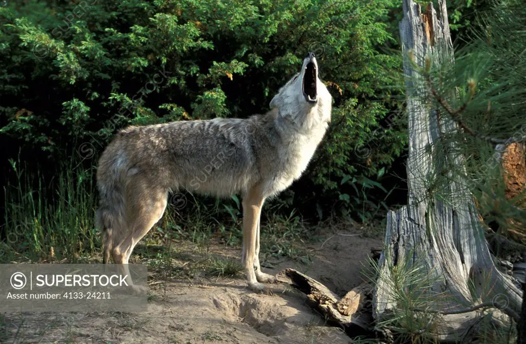 Coyote,Canis latrans,Montana,USA,adult howling