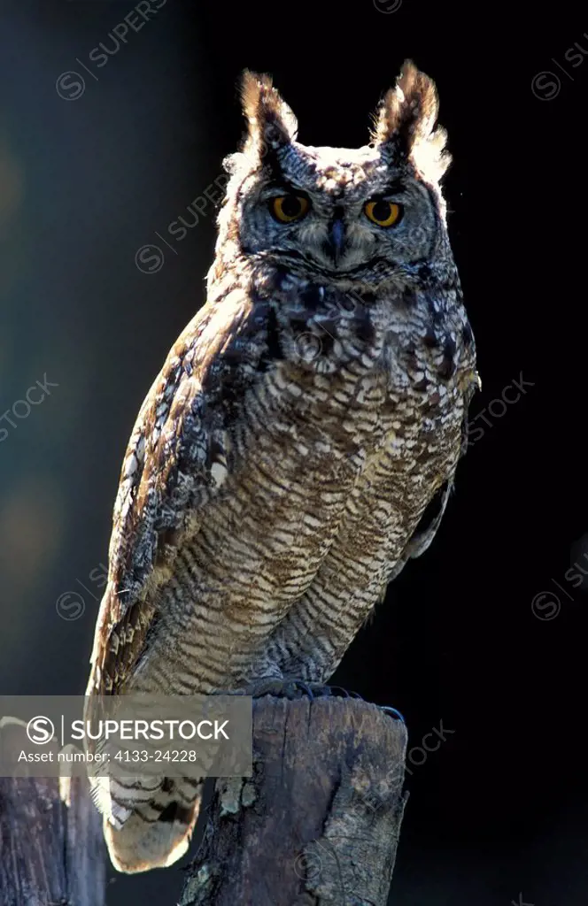 Spotted Eagle Owl,Bubo africanus,South Africa,Africa,adult on branch