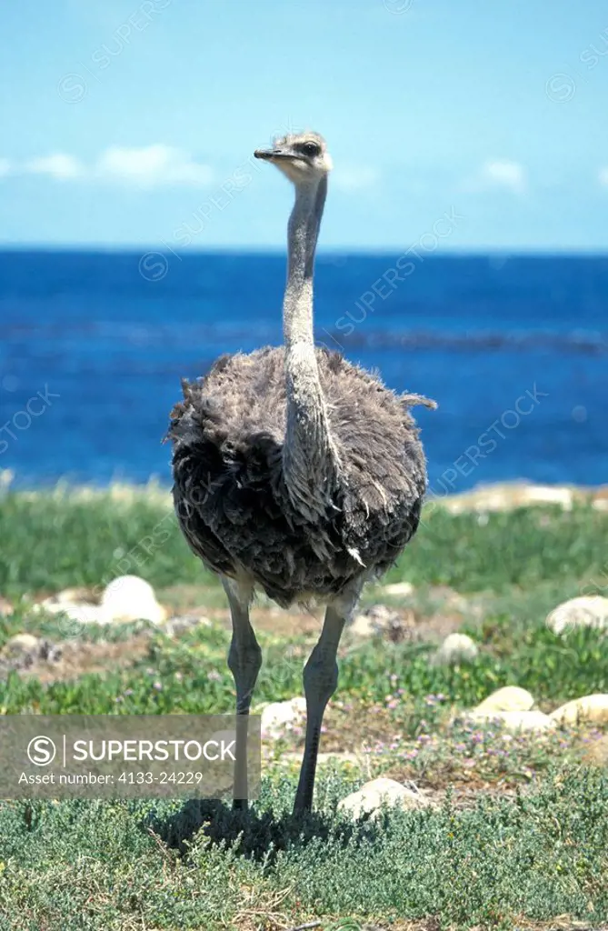 South African Ostrich,Struthio camelus australis,Cape of the good Hope Nationalpark,South Africa,Africa,adult female