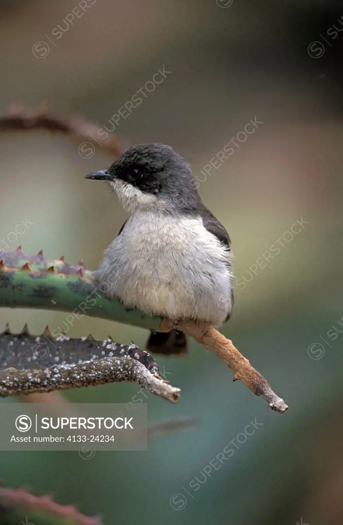 Fiscal Flycatcher,Sigelus silens,Addo Elephant Nationalpark,South Africa,Africa,adult on tree