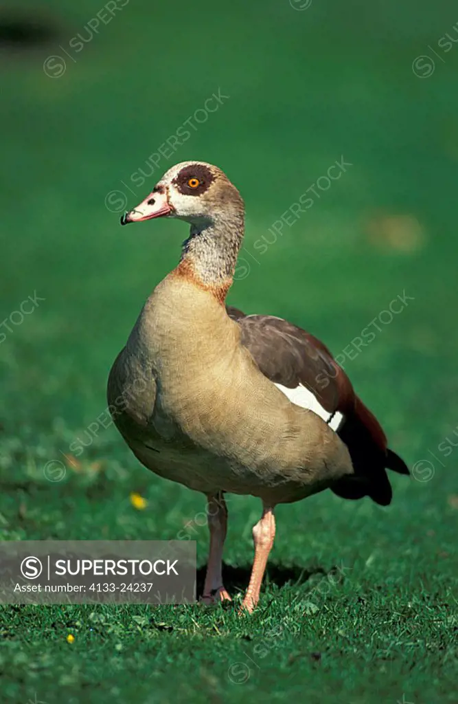 Egyptian Goose Alopochen aegyptiacus Samburu Game Reserve Kenya Africa