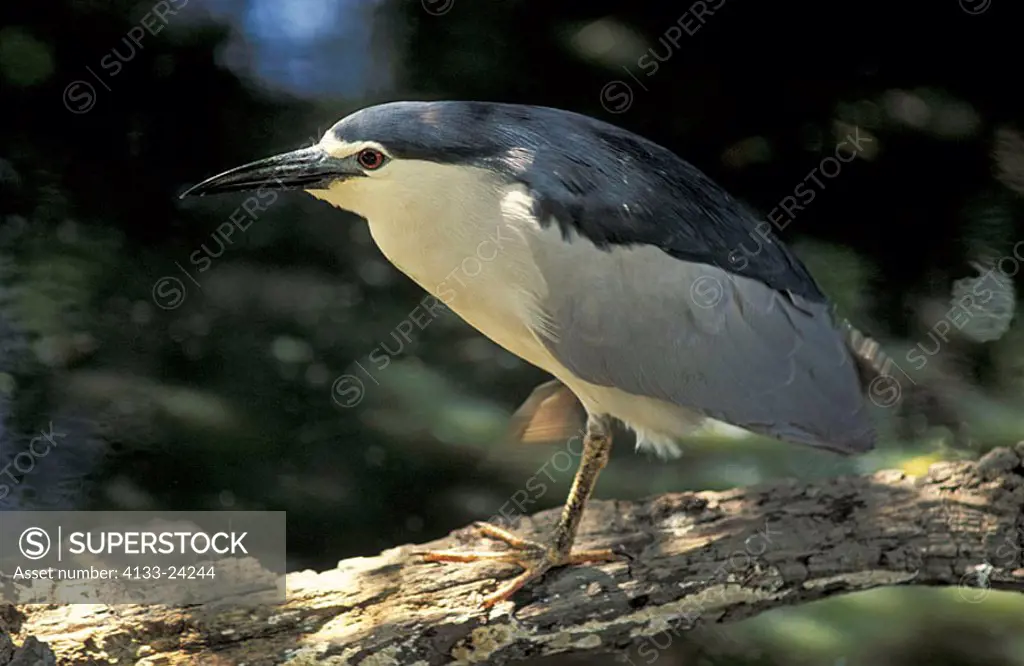 Night Heron Nycticorax nycticorax South Africa