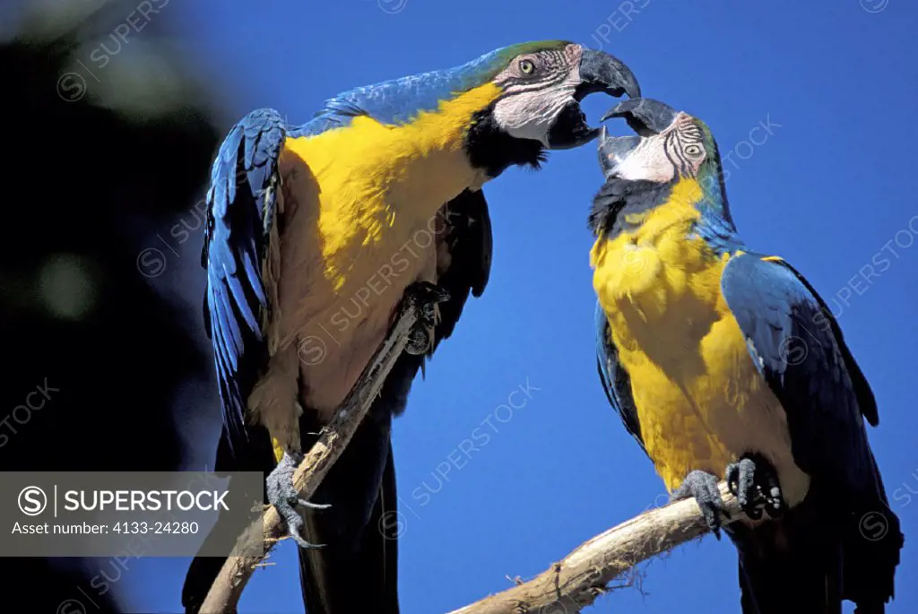 Blue & Yellow Macaw , Ara ararauna , South America , adults , couple , pair ,social behaviour