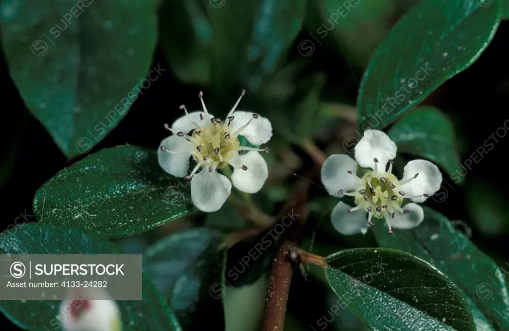 Mistletoe, Viscum, Germany, bloom