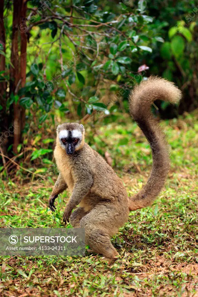 Common Brown Lemur, Eulemur fulvus fulvus, Madagascar, adult female feeding on ground