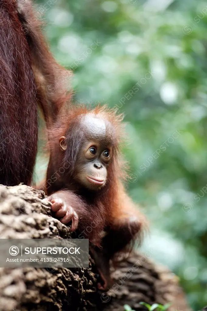 Orang Utan,Pongo pygmaeus,Asia,baby on tree