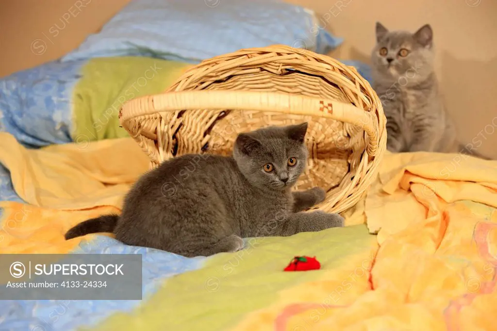 British Shorthair,Felis form,Ellerstadt,Germany,Europe,ten week old kitten with basket