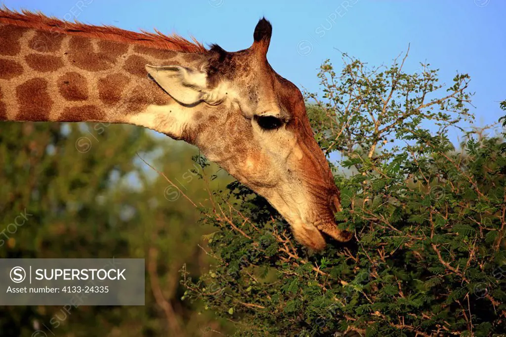 Cape Giraffe,Giraffa camelopardalis giraffa,Kruger Nationalpark,South Africa,Africa,adult feeding portait