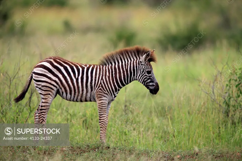 Plains Zebra,Burchell´s Zebra,Equus burchelli boehmi,Kruger Nationalpark,South Africa,Africa,young