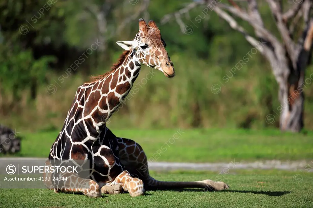 Reticulated Giraffe,Giraffa camelopardalis reticulata,Africa,adult sitting