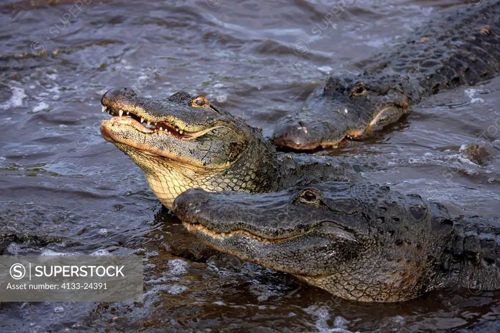 American Alligator,Alligator mississipiensis,Florida,USA,adult group feeding in water