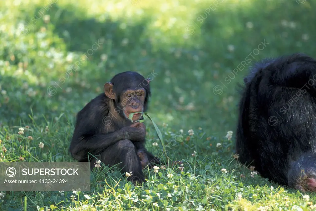 Chimpanzee , Pan troglodytes , Africa , young feeding