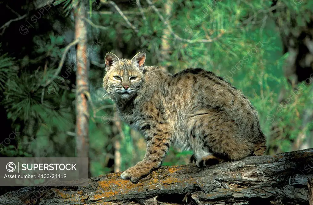 Bobcat,Lynx rufus,Montana,USA,adult on log
