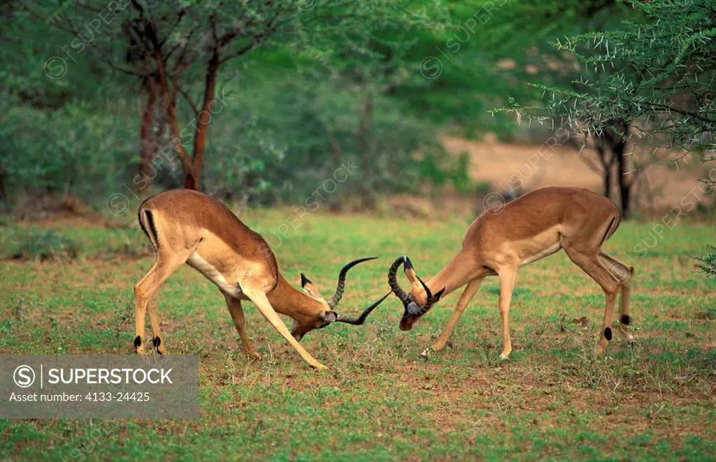 Impala,Aepyceros melampus,Krueger Nationalpark,South Africa,Africa,two young males fighting