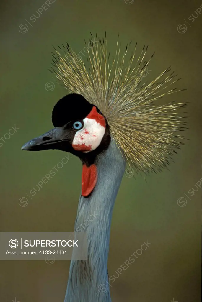 Crowned Crane, Balearica regulorum, Africa, adult portrait