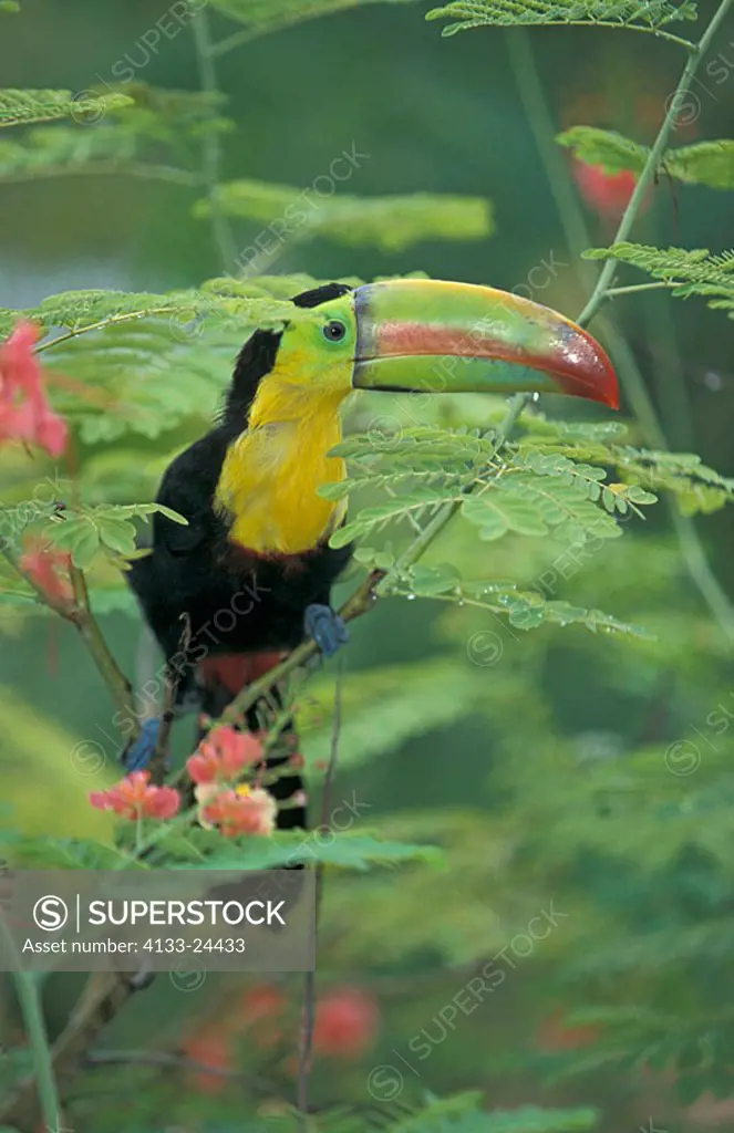 Keel Billed Toucan Ramphastos sulfuratus Honduras Central America South America