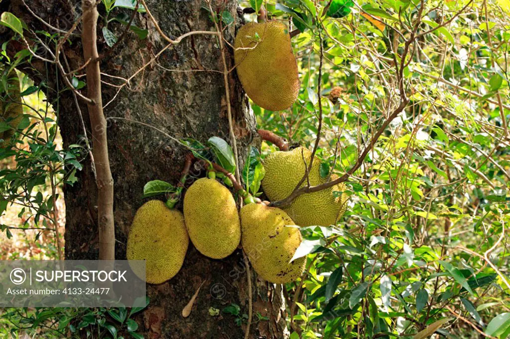 Jackfruit, Artocarpus heterophyllus, Nosy Be, Madagascar, fruit