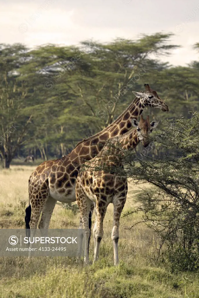 Rothschild Giraffe Giraffa c. rothschildi Lake Nakuru Kenya
