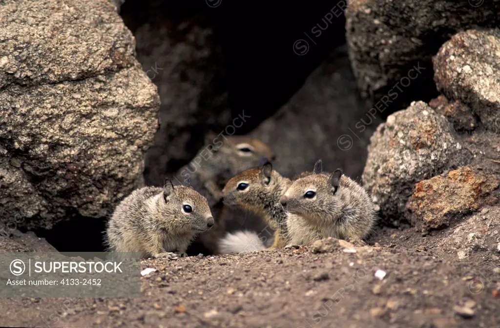 California Ground Squirrel,Citellus beecheyi,Monterey,California,USA,youngs on rock