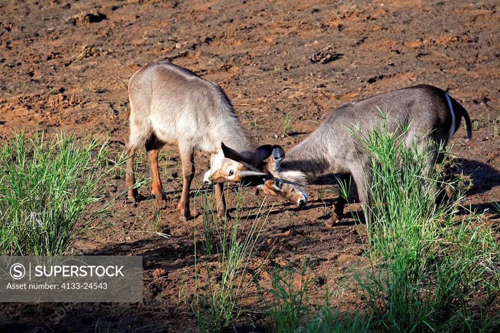 Common Waterbuck,Kobus ellipsiprymnus,Kruger Nationalpark,South Africa,Africa,two young males fighting