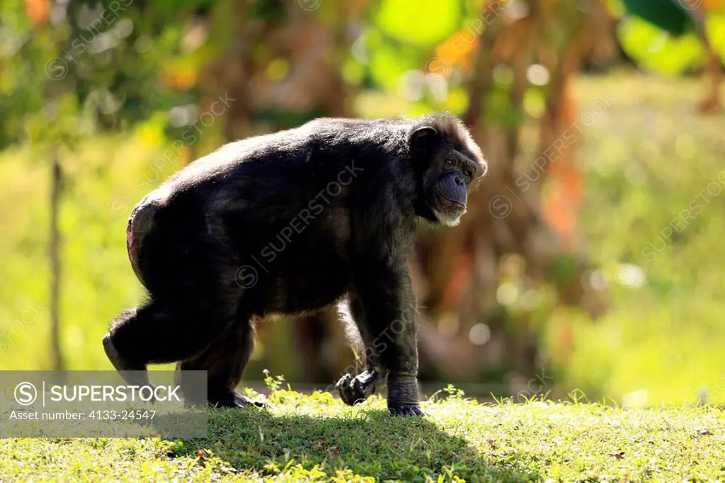 Chimpanzee,Pan troglodytes troglodytes,Africa,adult female walking