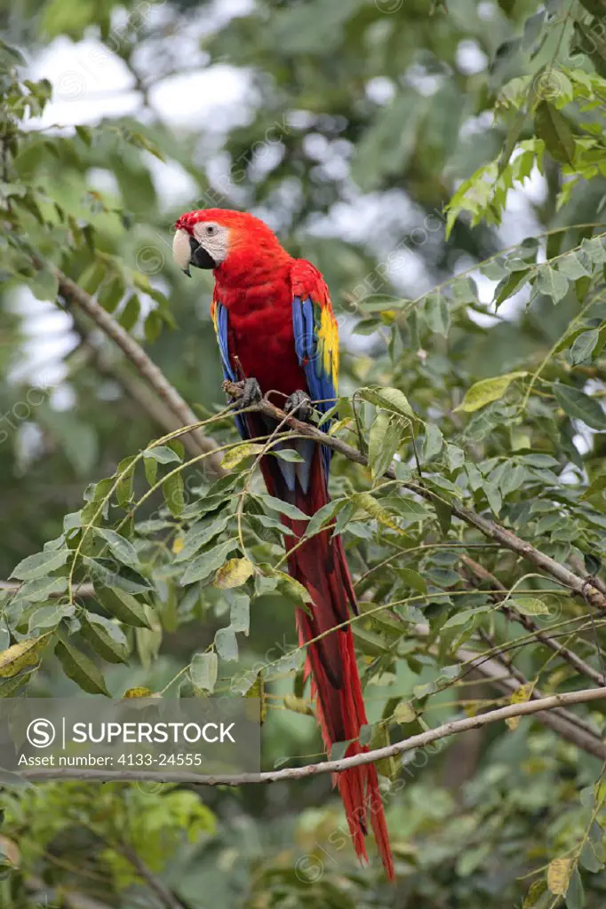 Scarlet Macaw , Ara macao , Roatan , Honduras , Central America , South America , America