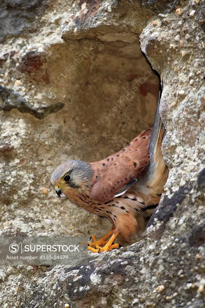 Kestrel,Rock Kestrel,Falco tinnunculus,Germany,Europe,adult male on building