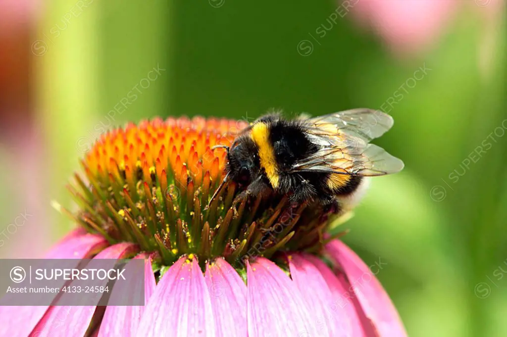 Bumble bee, Bombus terrestris Germany